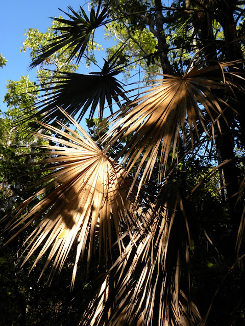 Mahogany Hammock Everglades