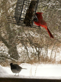 bird feeder