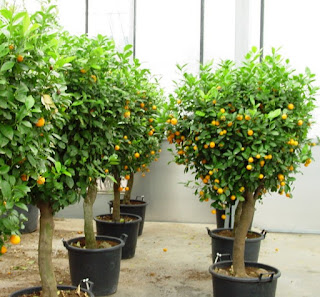 Jeruk Kumquat, Tabulampot Aromatik Orange Blossom