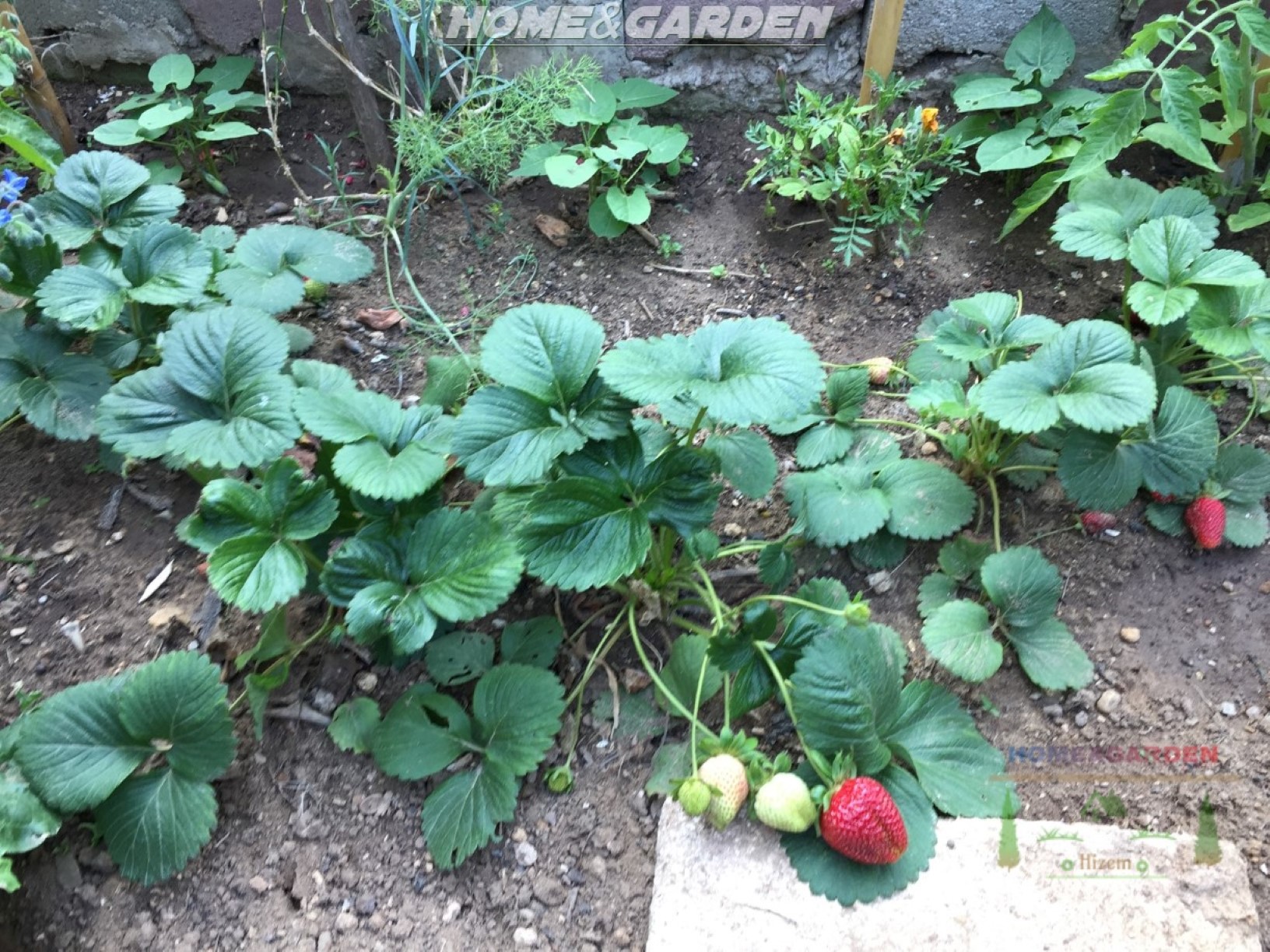 Strawberries are a wonderful addition for any grower. The easiest way to grow strawberries is to plant strong, vigorous young plants!