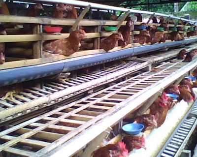 ternak ayam kampung petelur