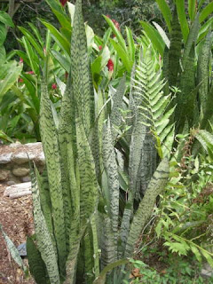 mother-in-law's tongue, La Ceiba, Honduras