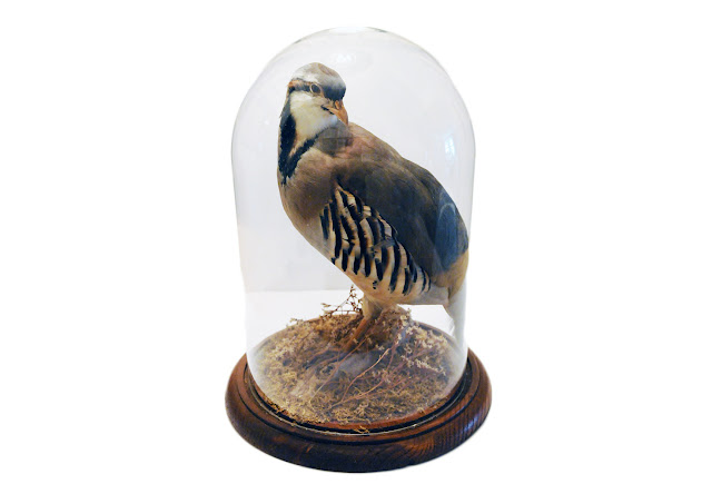 Bird Taxidermist