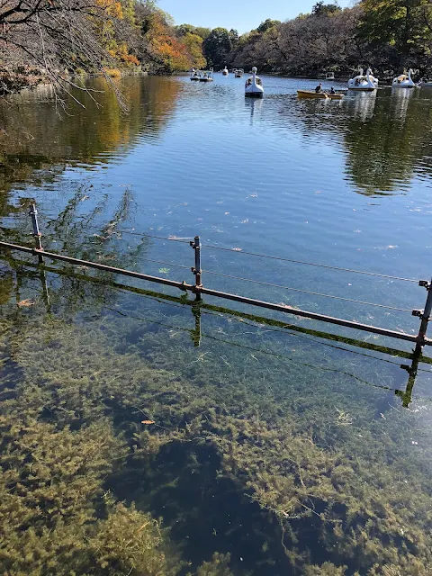 井の頭公園とスワンボート