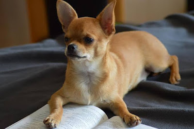 Chihuahua is on the list of the top 10 most loyal dog breeds in the world.