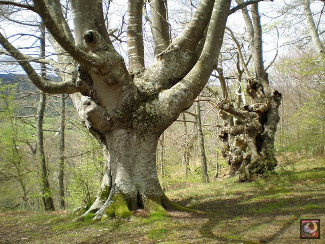 Bosque de Jugatxi, Zuia, Alava