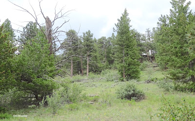 Rocky Mountain pine forest