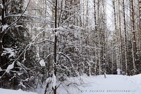 Зимний лес.  Зимнее очарование. Окрестности Ижевска. Блог Вся палитра впечатлений