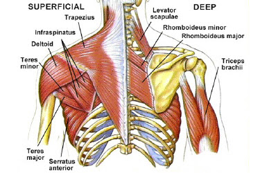 Coaching Speed: Protracted Shoulder Girdle Part 2