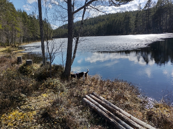 hvalstjern simarudkollen ådalen