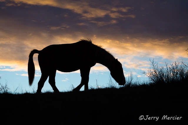 Jerry Mercier, mercier, jerry, images, photos, photography, wild horse, horse, horses, wild, feral, silhouette, wild horses, north dakota, theodore roosevelt national park, sunset, sky, silhouettes, clouds, sky