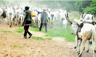 Ondo Butchers Lured With Cows And Butchered By Fulani Herdsmen 