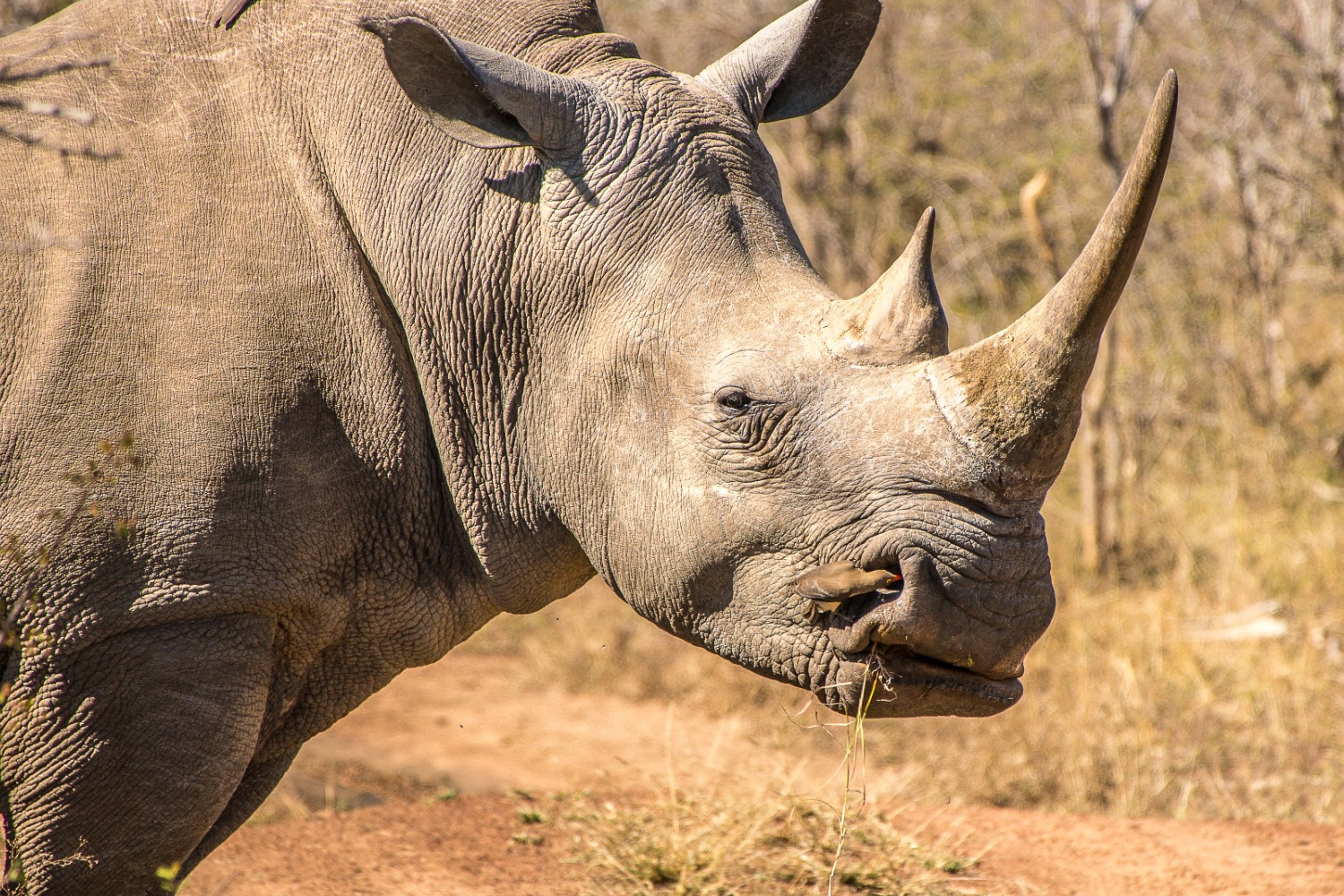 World Rhino Day