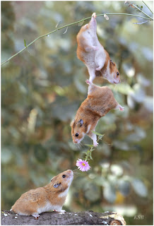 Squirrel+Love Squirrel Love!!