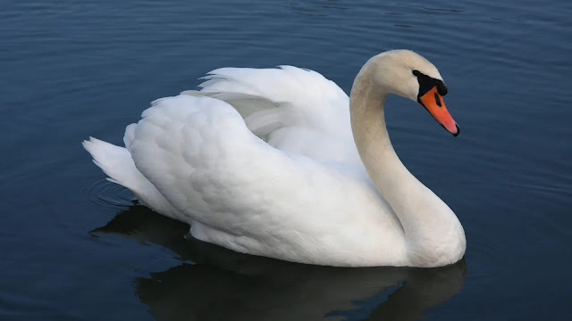 Swan