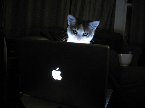 cat and technology