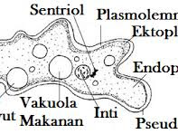 Pengertian Rhizopoda Lengkap Ciri-Ciri, Klasifikasi, Cara Reproduksi, Peranan