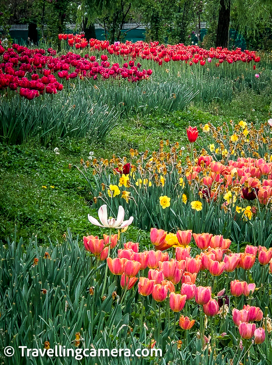 In this garden, you will not only find the typical, single-colored tulips in bright red, yellow, pink, orange, and purple, you will also find the variegated variety. You will be interested in knowing that these variegated varieties weren't natural forms of tulips.