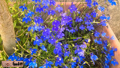 fiore Lobelia Riciclando