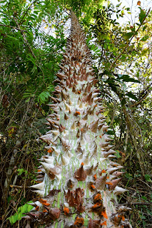 kapok tree