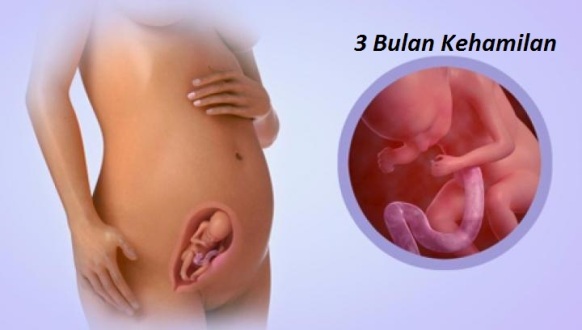 Janin 3 bulan