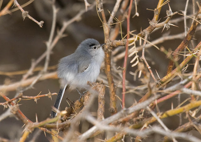 Black-tailed Gnatcatcher