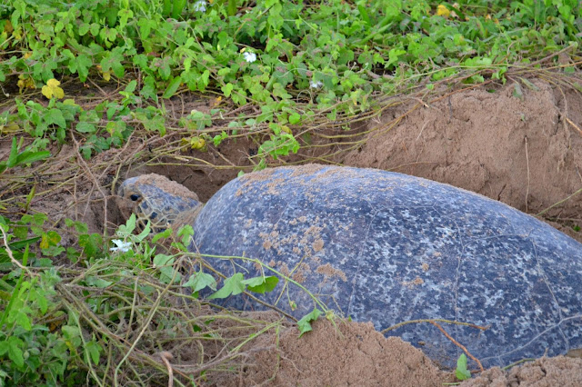 Guyane, tortue marine, luth, verte, observer les tortues, ponte