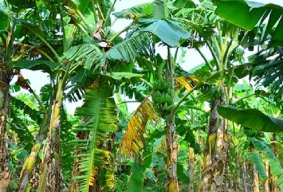 Tanaman pisang dan tebu mempunyai kesamaan dapat 