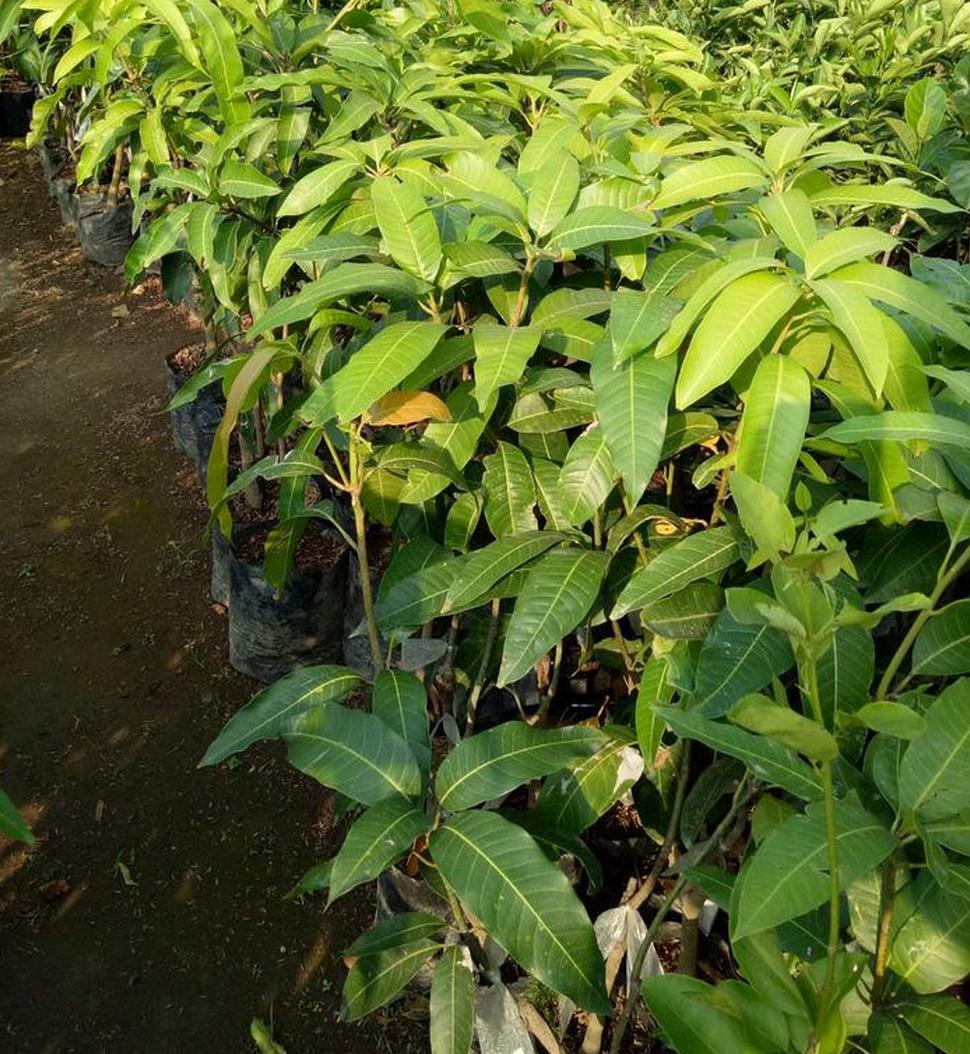 bibit mangga manalagi tanaman buah hasil stek cangkok okulasi cepat berbuah super genjah ready stok banyak Jawa Barat