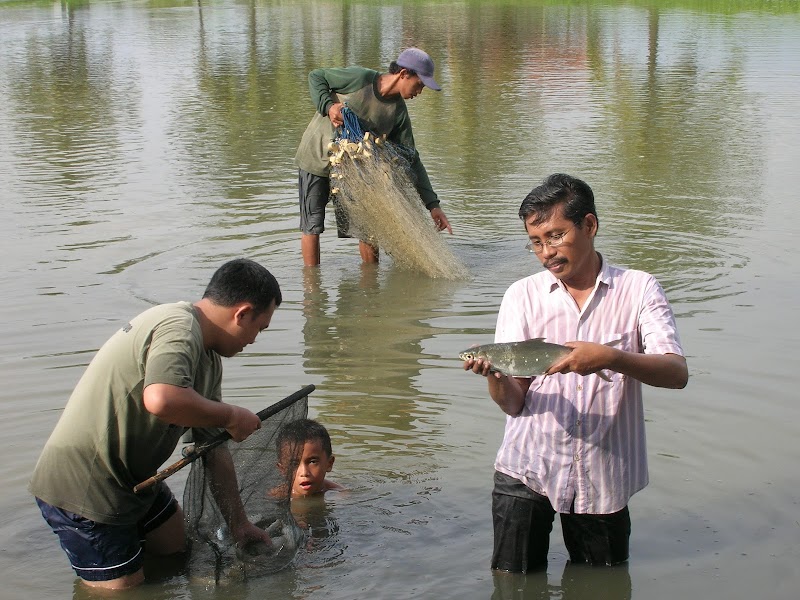 Terkini Ikan Bandeng Air Tawar, Untuk Mempercantik Ruangan