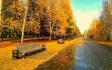 Arboles y Bosques en Otoño