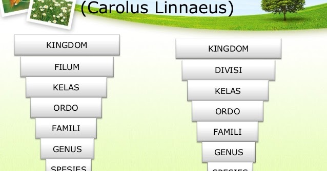  Tingkatan  Takson  dalam Klasifikasi Makhluk Hidup Linnaeus 