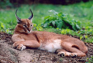 caracal cat animal rare pets picture wallpaper