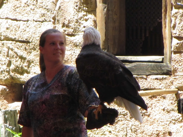 Animal Trainers Flights of Wonder Bird Show Disney's Animal Kingdom Walt Disney World