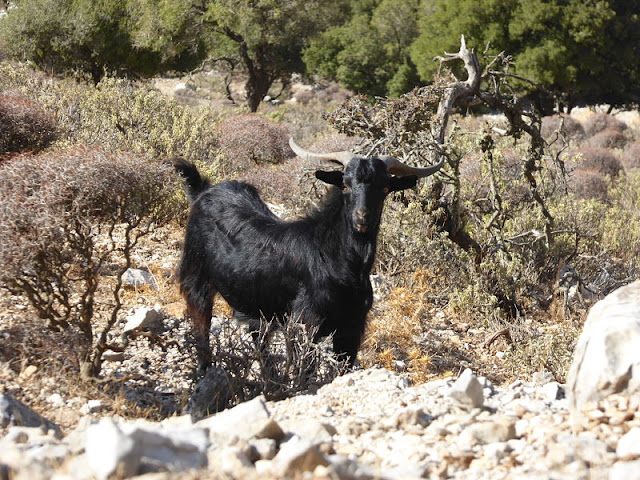 capra monte atavyros