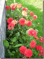 DSCN8186