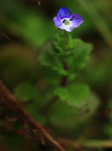 Veronica persica