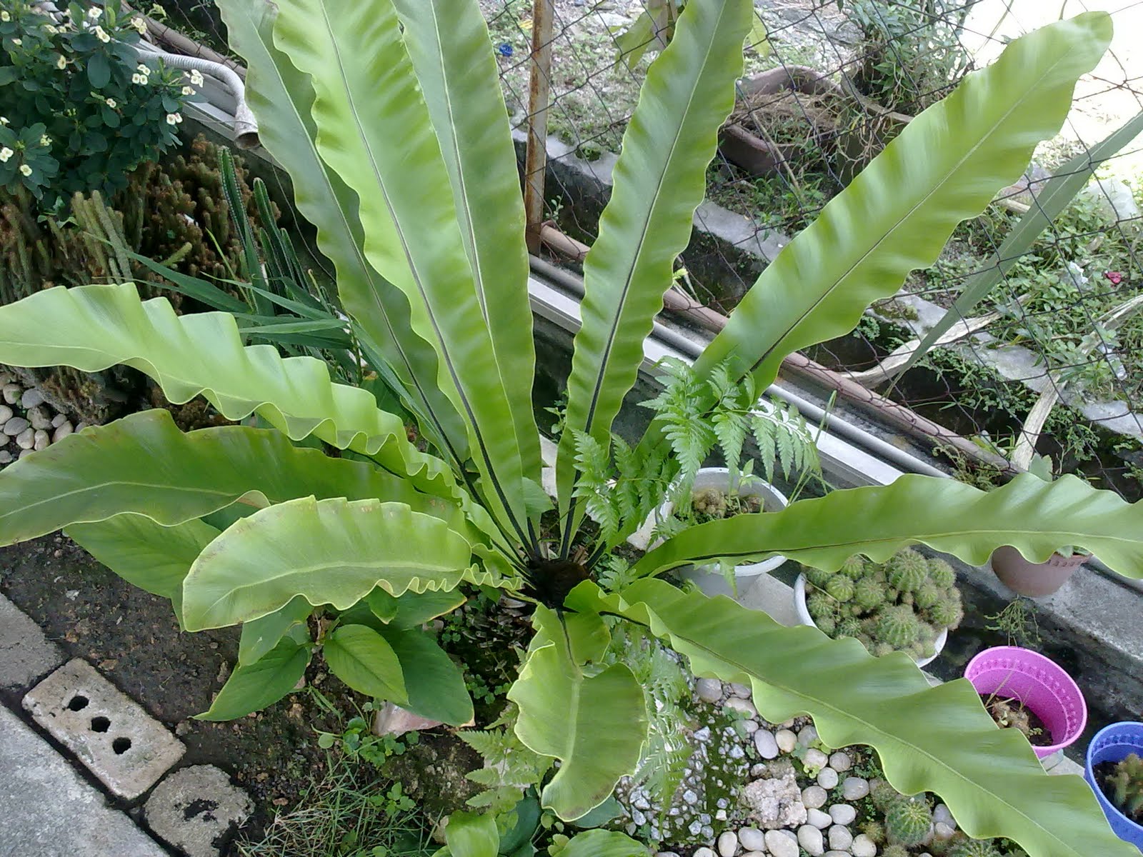 Serenemaklong Asplenium nidus Pokok  Langsuir