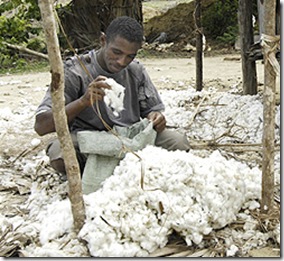 Produtor de Algodão (África)