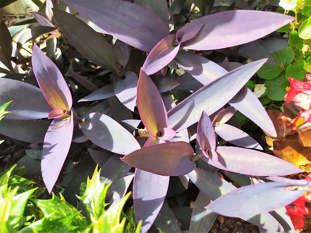 Amor de hombre (Tradescantia pallida (Rose) D.R.Hunt).