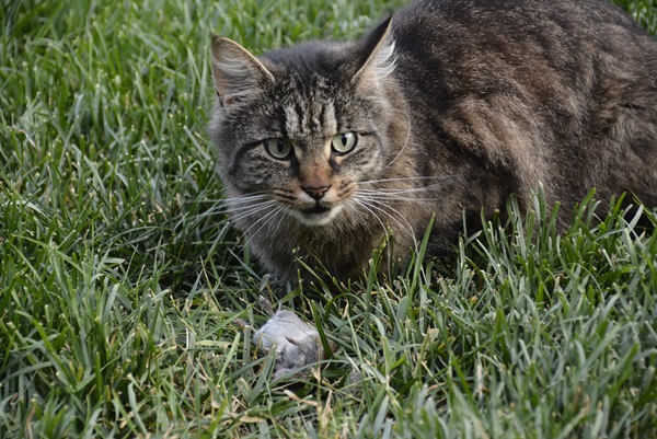 katt pus pusekatt kattepus
