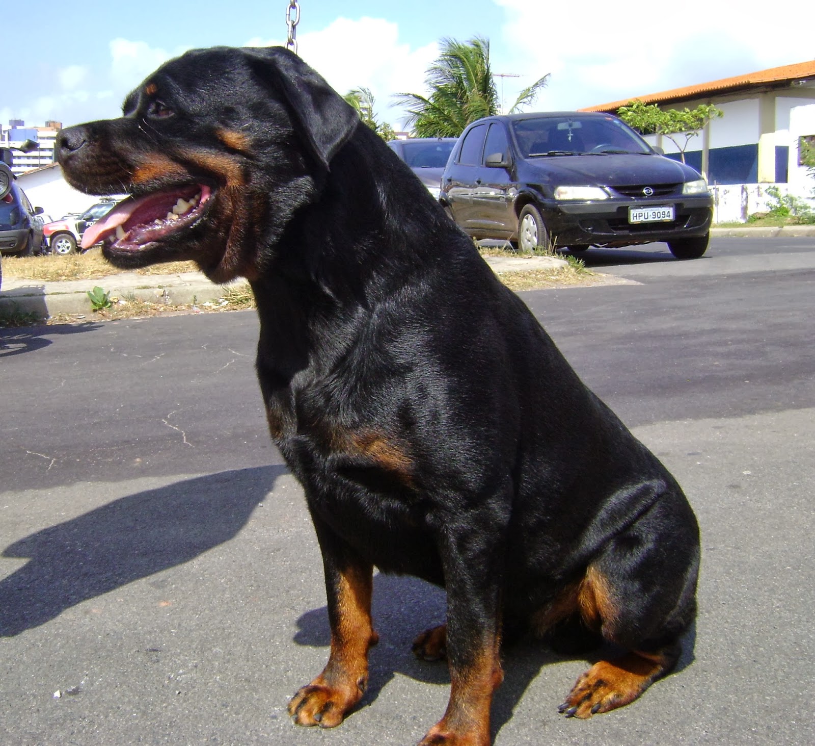 21 cachorros de raça cruzada que vão fazer você se apaixonar