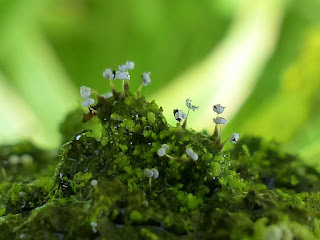 Myxomycètes de la Réunion