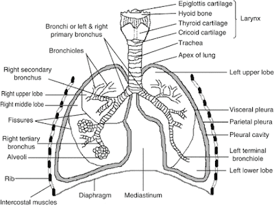  Lung diagram | Lungs image | Simple lungs diagram