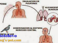 Seputar Penyakit Psittacosis dan Penyebarannya