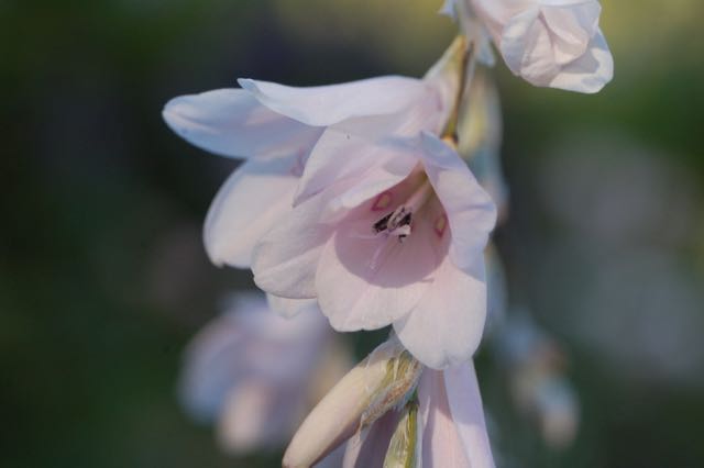 Dierama Guinevere