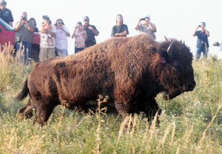 Bison transferred to reservation from Yellowstone