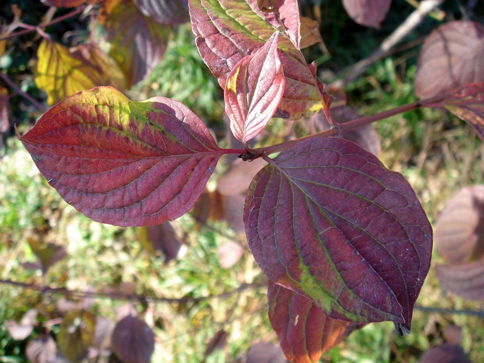 White Dogwood Tree