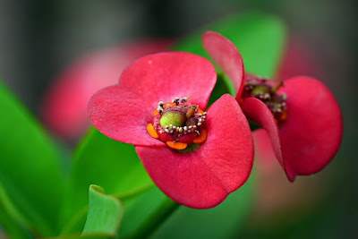Gambar Manfaat Bunga Euphorbia