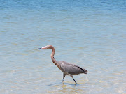 Seabirds on a Florida Beach